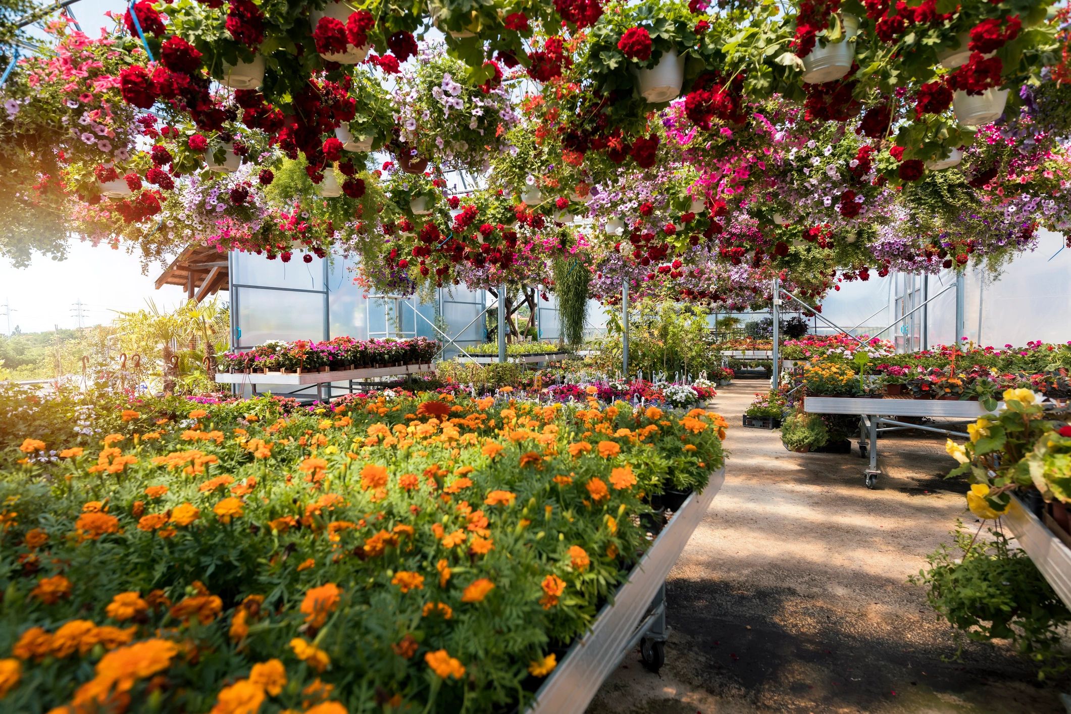 backyard nursery flowers