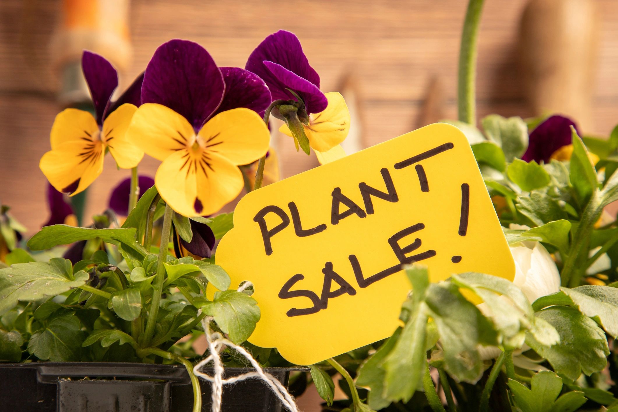 plant sale event local market