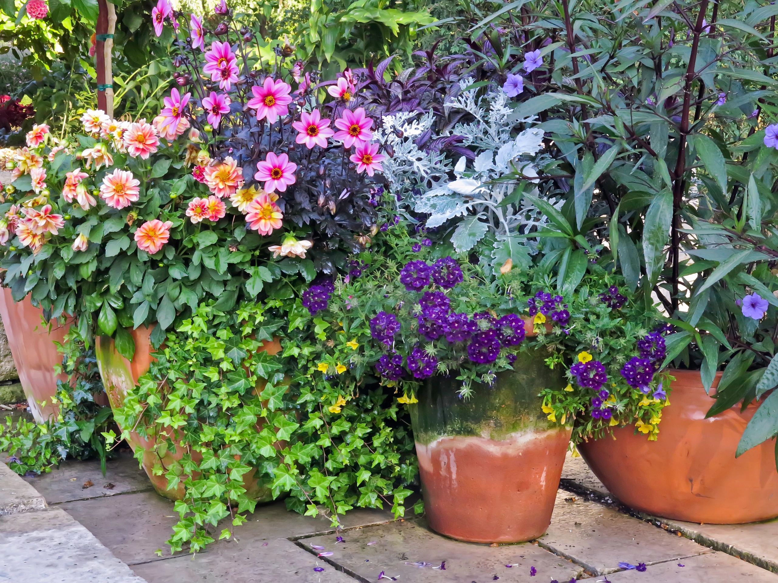 container perennials plants