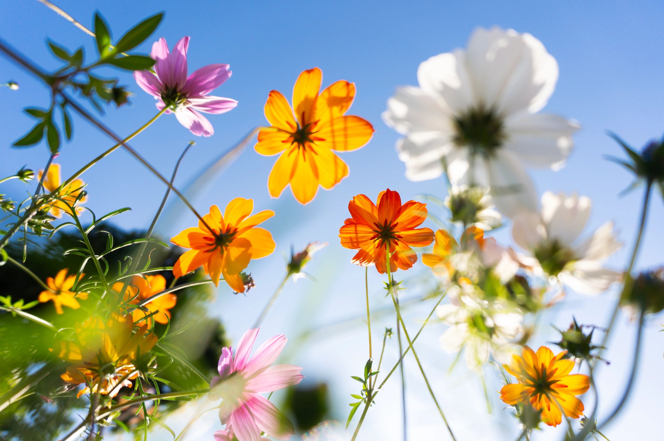 gardener with flowers
