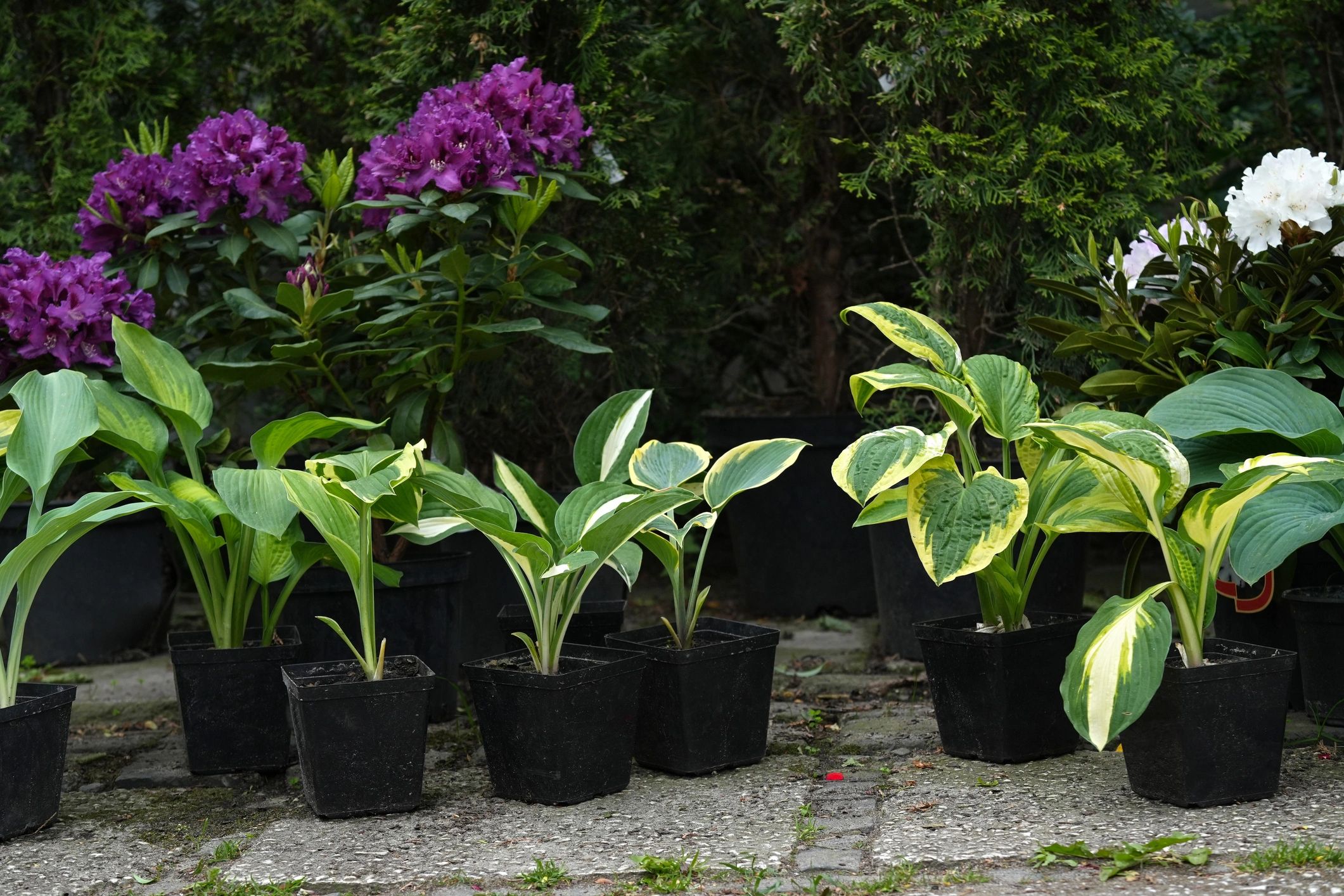 container perennials plants