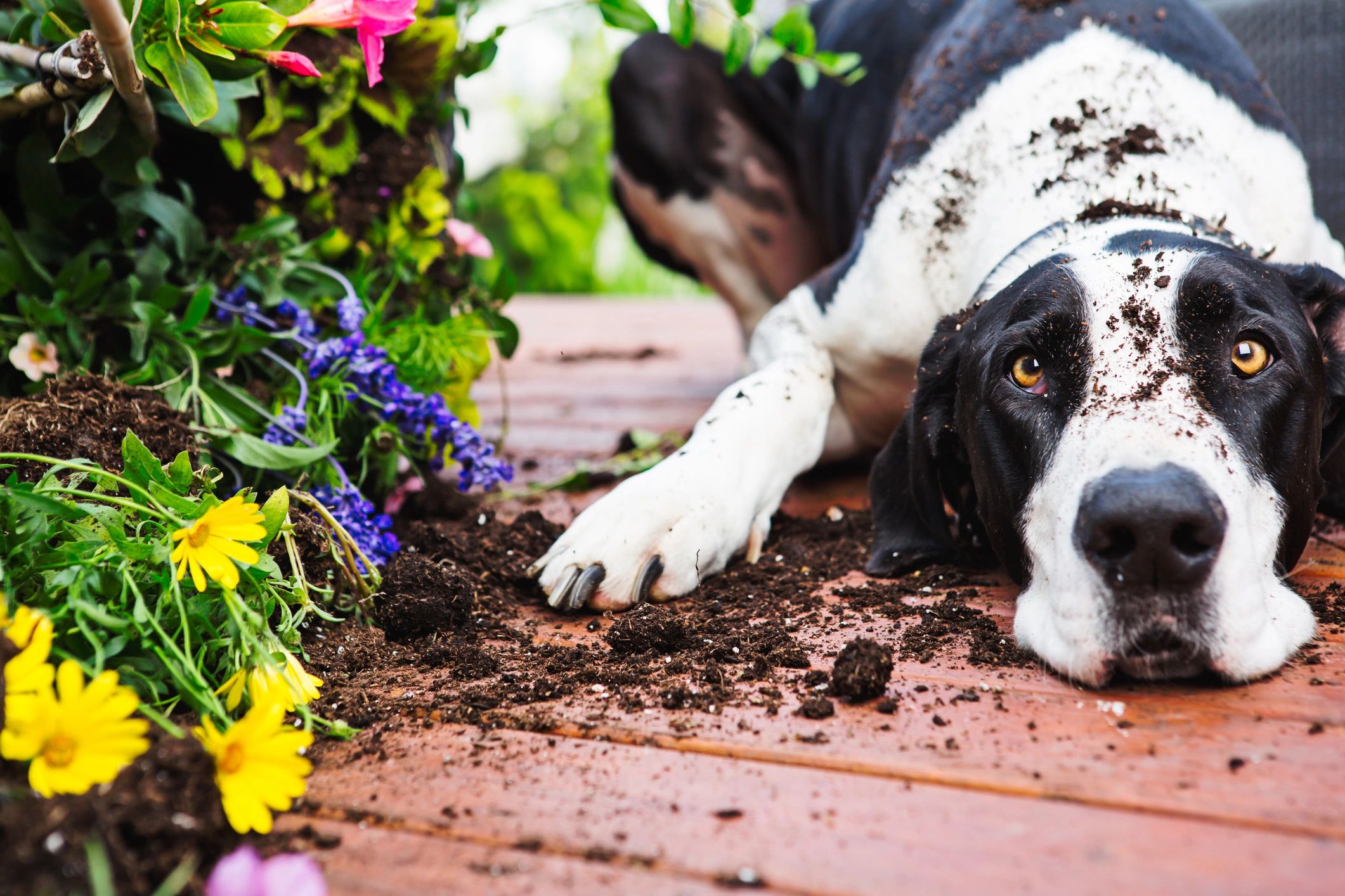 gardeners with perennials
