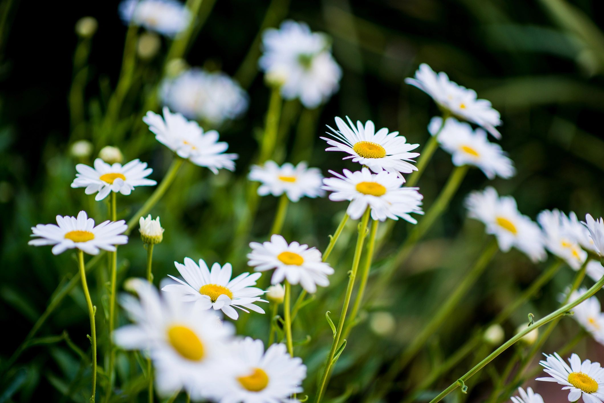 shasta daisies garden